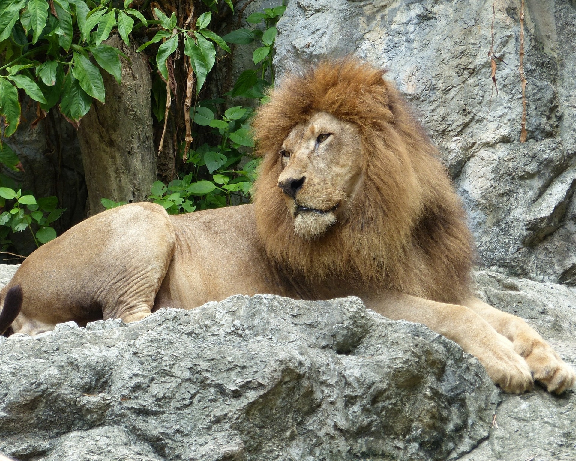 Löwe im Zoo